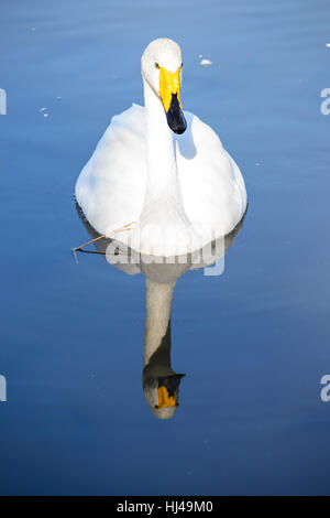 Vögel, Schnabel, einsame, frisches Wasser, See, Binnengewässer, Wasser, allein, einsam, Stockfoto