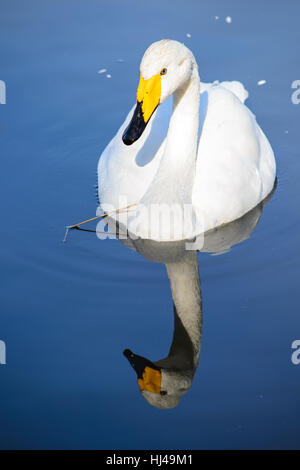 Vogel, Wild, Schwan, Wasservögel, frisches Wasser, See, Binnengewässer, Wasser, weiß, Stockfoto