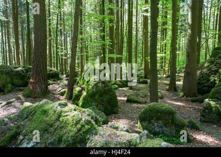 Druiden Hain, Buchenwald, Wiesenttal, Fränkische Schweiz, Upper Franconia, Bayern, Deutschland Stockfoto