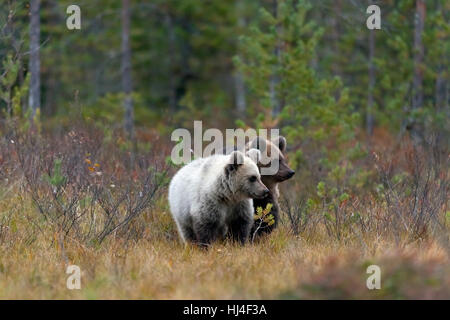 Braunbären (Ursus Arctos), zwei jungen im herbstlichen Wälder, Kuhmo, Kainuu, Karelien, Finnland Stockfoto