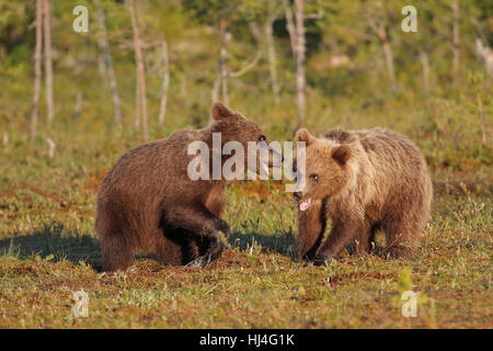 Braunbären (Ursus Arctos), Jugendliche, Geschwister, im Marschland, Nordosten Finnland, Finnland Stockfoto