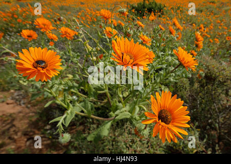 Bunte Wildblumen (Arctotis Fastuosa), Namaqualand, Südafrika Stockfoto