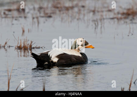 Drake brillentragende Eiderenten (Somateria Fischeri) auf Tundra Teich in der Nähe von Barrow, Alaska Stockfoto