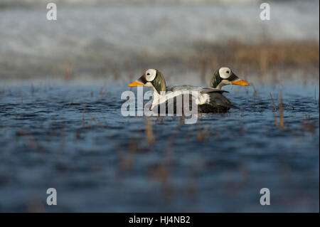 Drake Spectacled Eiderenten in Tundra Teich in der Nähe von Barrow AK. Stockfoto