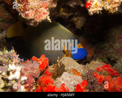 Angel Fisch versteckt zwischen den Korallen in Dhaalu Atoll, Malediven Stockfoto