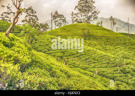 Sri Lanka: Hochland Ceylon Tee Felder in Ella Stockfoto