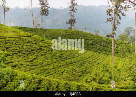 Sri Lanka: Hochland Ceylon Tee Felder in Ella Stockfoto