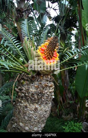 Encephalartos Senticosus - Lebombo Cycad in Monte Palace Tropical Garden, Funchal, Madeira, Portugal Stockfoto