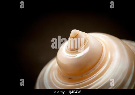 Detail einer Muschel auf schwarzem Hintergrund Stockfoto
