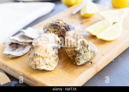 Rohe Austern Muscheln Stockfoto