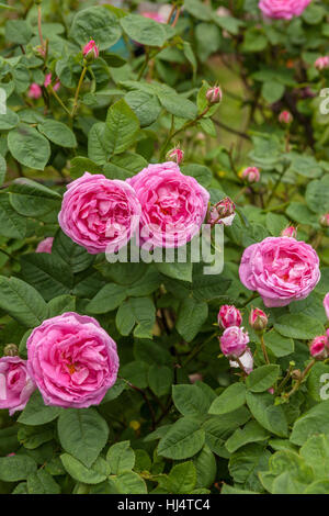 Die berühmten Rosa Centifolia Foliacea (The Provence Rose oder Kohl-Rose) Stockfoto