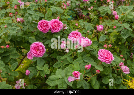 Die berühmten Rosa Centifolia Foliacea (The Provence Rose oder Kohl-Rose) Stockfoto