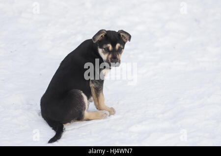 Niedlichen streunende schwarze Welpen sitzen auf dem Schnee Stockfoto