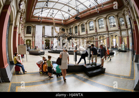 Berlin. Deutschland. Museums Für Naturkunde, Besucher in der Dinosaurier-Halle mit dem Skelett des Diplodocus Carnegiei (Importsymbol) Stockfoto