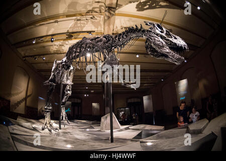 Berlin. Deutschland. Museum Für Naturkunde, Skelett eines Tyrannosaurus Rex "Tristan". Stockfoto