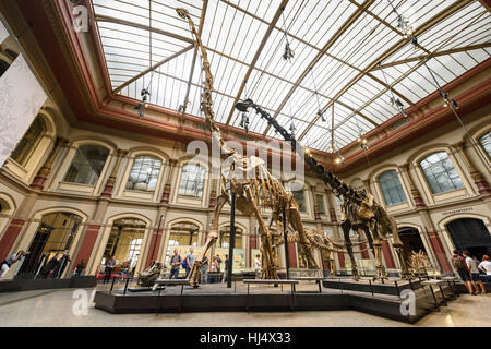 Berlin. Deutschland. Museum Für Naturkunde, Dinosaurier-Halle mit dem Skelett von Giraffatitan Brancai im Zentrum. Stockfoto