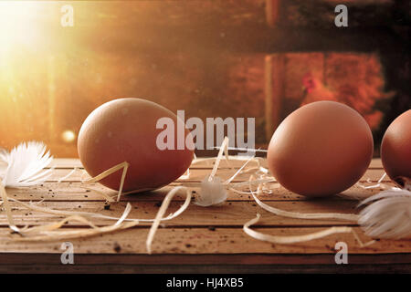 Frisch gepflückt Eiern auf Holztisch und Hintergrund in einen Hühnerstall mit Hintergrundbeleuchtung Sonne. Ansicht von vorne. Horizontale Komposition. Stockfoto