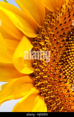 Teil der Blume Sonnenblume, geringe Schärfentiefe Hinweis Stockfoto