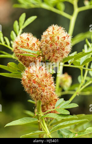 Lakritz-Pflanze in der Natur, geringe Schärfentiefe Hinweis Stockfoto