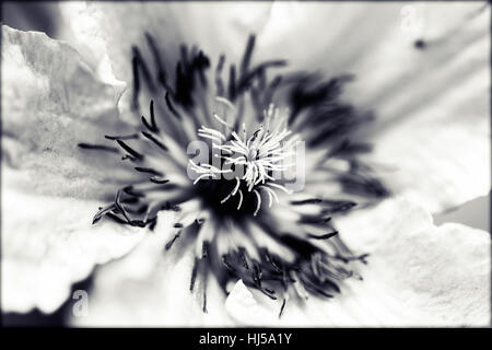 Öffnen der Blüte Clematis sanften Farben, geringe Schärfentiefe Hinweis Stockfoto