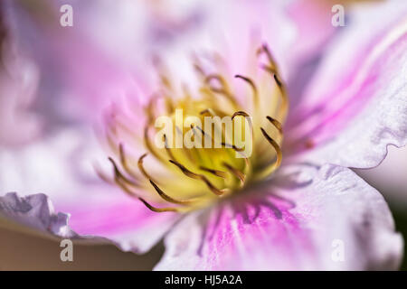 Öffnen der Blüte Clematis sanften Farben, geringe Schärfentiefe Hinweis Stockfoto