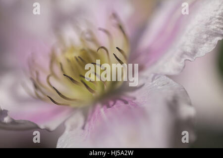 Öffnen der Blüte Clematis sanften Farben, geringe Schärfentiefe Hinweis Stockfoto