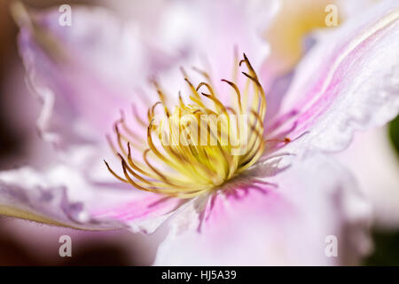 Öffnen der Blüte Clematis sanften Farben, geringe Schärfentiefe Hinweis Stockfoto