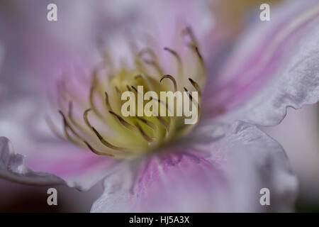 Öffnen der Blüte Clematis sanften Farben, geringe Schärfentiefe Hinweis Stockfoto