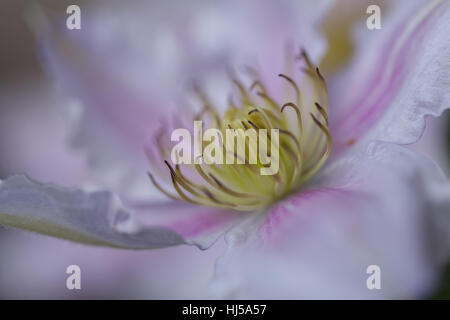 Öffnen der Blüte Clematis sanften Farben, geringe Schärfentiefe Hinweis Stockfoto