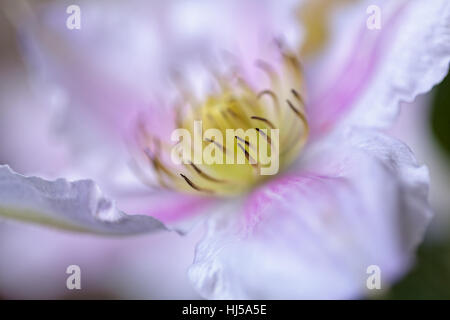 Öffnen der Blüte Clematis sanften Farben, geringe Schärfentiefe Hinweis Stockfoto