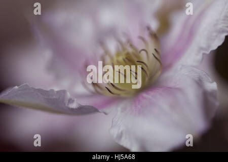 Öffnen der Blüte Clematis sanften Farben, geringe Schärfentiefe Hinweis Stockfoto