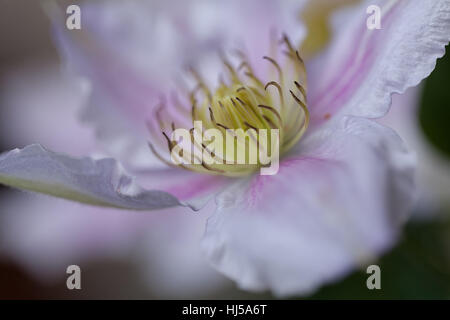 Öffnen der Blüte Clematis sanften Farben, geringe Schärfentiefe Hinweis Stockfoto