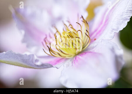 Öffnen der Blüte Clematis sanften Farben, geringe Schärfentiefe Hinweis Stockfoto