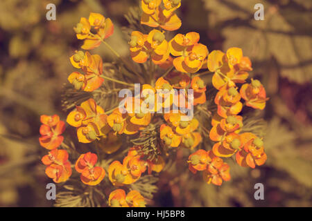 Orange Euphorbien in der Natur, geringe Schärfentiefe Hinweis Stockfoto