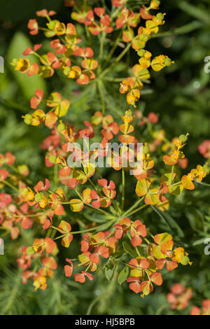 Orange Euphorbien in der Natur, geringe Schärfentiefe Hinweis Stockfoto