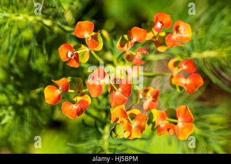 Orange Euphorbien in der Natur, geringe Schärfentiefe Hinweis Stockfoto