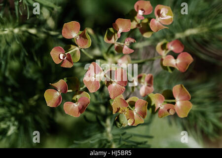 Orange Euphorbien in der Natur, geringe Schärfentiefe Hinweis Stockfoto