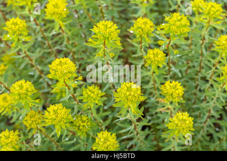 gelbe Euphorbien vor der Blüte in der Natur, geringe Schärfentiefe Hinweis Stockfoto