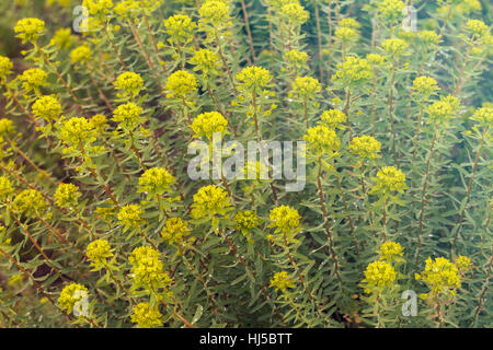 gelbe Euphorbien vor der Blüte in der Natur, geringe Schärfentiefe Hinweis Stockfoto