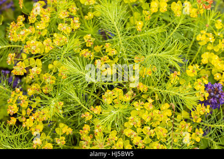 gelbe Euphorbien in der Natur, geringe Schärfentiefe Hinweis Stockfoto