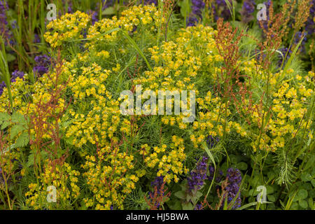 gelbe Euphorbien in der Natur, geringe Schärfentiefe Hinweis Stockfoto