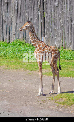 Tier, braun, braun, brünett, Afrika, afrikanischen, Ordnung, Tier, braun, Stockfoto