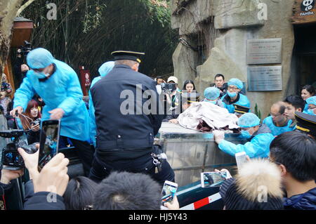 Chengdu, Chengdu, China. 20. Januar 2017. Chengdu, CHINA-20. Januar 2017: (nur zur redaktionellen Verwendung. CHINA HERAUS). Dreiundzwanzig Riesenpanda jungen und ihre Pfleger darstellen für chinesischen lunar Neujahr Gruß an die Chengdu Forschung Base of Giant Panda Breeding in Chengdu, der südwestlichen chinesischen Provinz Sichuan, 20. Januar 2017. Die dreiundzwanzig Riesenpanda jungen wurden im Jahr 2016 geboren. Statistiken zeigten, dass Chengdu Research Base of Giant Panda Breeding 243 Riesenpandas und 176 von ihnen überlebten gezüchtet hatte. Bildnachweis: SIPA Asien/ZUMA Draht/Alamy Live-Nachrichten Stockfoto