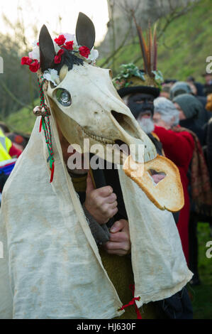 Chepstow, UK. 21. Januar 2017. Gefolgt von einem Mari akzeptiert Angebote bei Wassail der Mari-Lwyd ist eine walisische Winter erste Halt Tradition, die viele Jahrhunderte zurückreicht. Die Mari ist ein eingerichtet, ein Pferd Schädel, die von Haus zu Haus getragen wird oder Kneipe von Mari Lwyd Gruppe von Künstlern, die versuchen, Zutritt für Speisen und Getränke durch Lied, Reim und Rätsel namens Òthe PwncoÓ, ein Reim/Song-Kampf zwischen der Mari-Gruppe und die Bewohner des Hauses/Pub. Bildnachweis: Mark Lewis/Alamy Live-Nachrichten Stockfoto