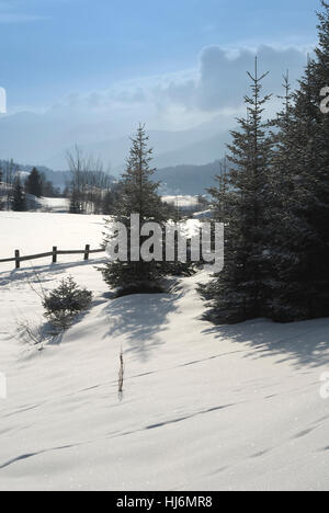 Winter, Tannen, Winterlandschaft, schneebedeckten, tiefen Schnee, Schnee, Berg, Wanderspur Stockfoto