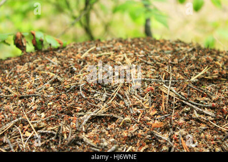 Leben in der großen Ameisenhaufen im Wald Stockfoto