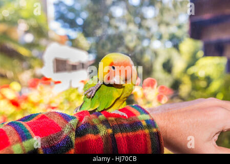 Bunte Agapornis Roseicollis, auch genannt Lovebird Papagei oder Pfirsich konfrontiert, auf dem Arm während He Kratzer Stockfoto