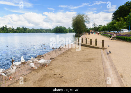 Enten und Gänse am See oder bloße in Ellesmere Shropshire England Stockfoto