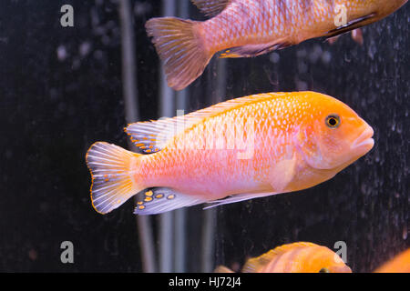 Foto von Aquarium Fischen Mbunas im Süßwasser Stockfoto