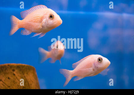 Foto von Aquarium Fischen Mbunas im Süßwasser Stockfoto